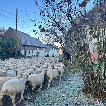 Gite De Montagne -Bellefosse Alsace Buitenkant foto