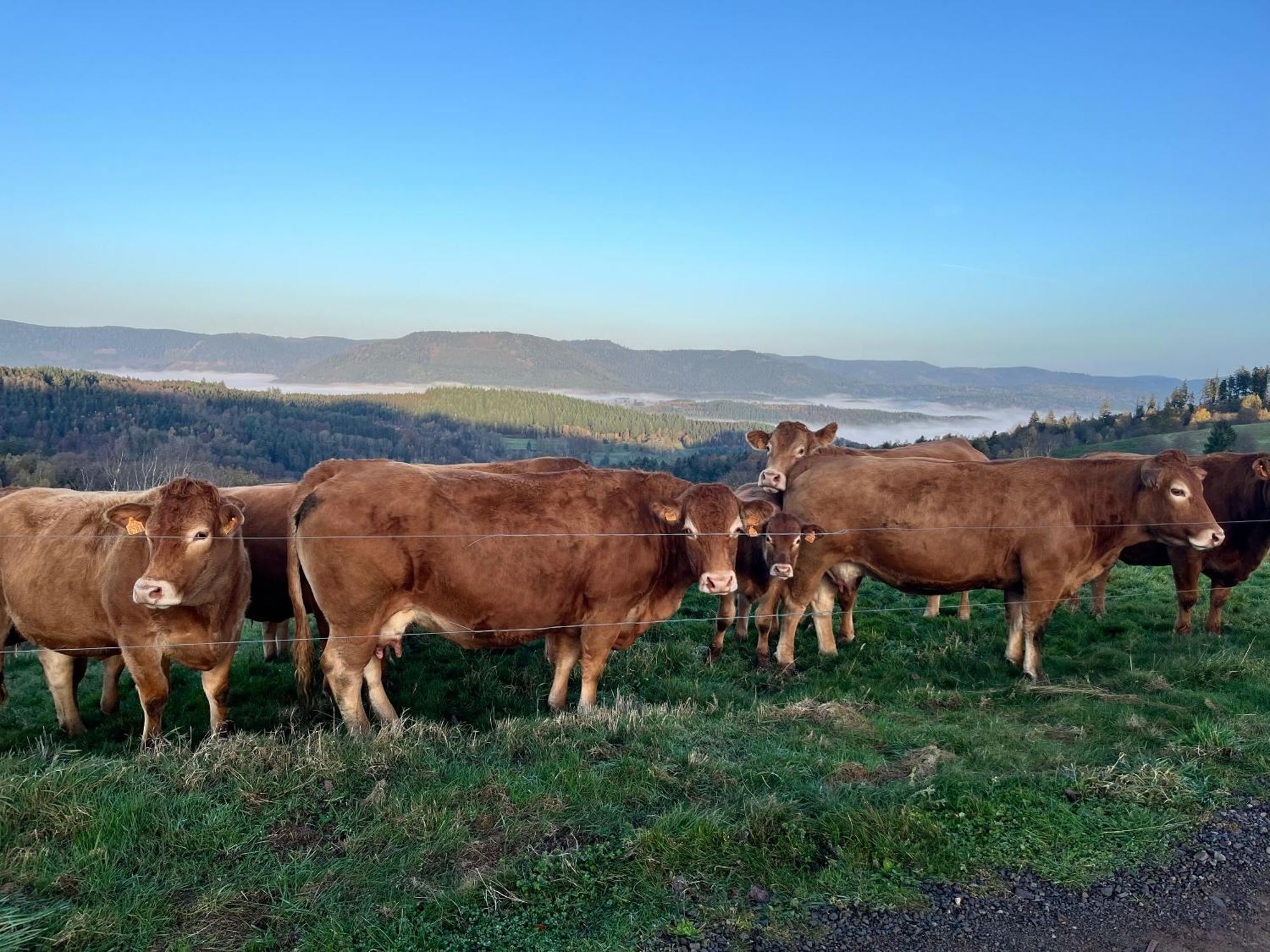 Gite De Montagne -Bellefosse Alsace Buitenkant foto